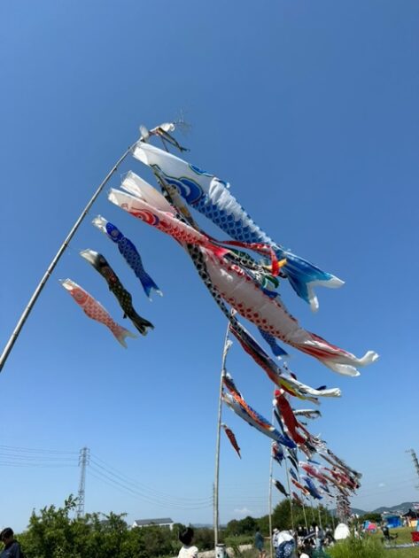 5月5日は子供の日富田林の石川の河川敷の鯉のぼり